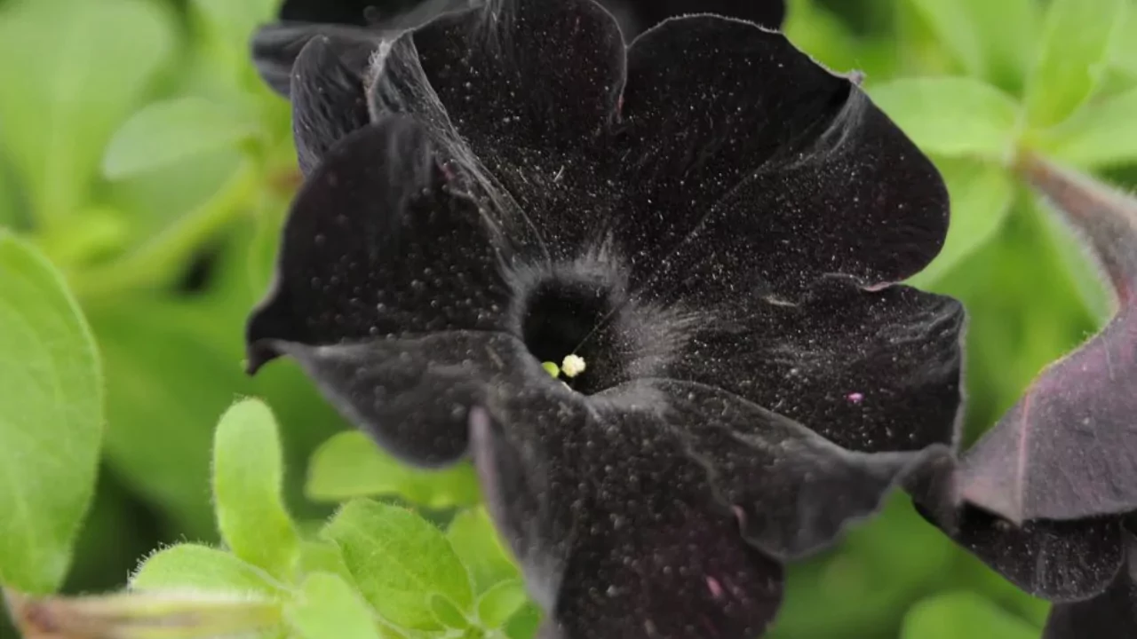 Black Velvet Petunia