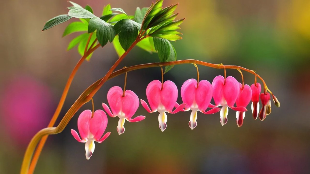 Bleeding Heart