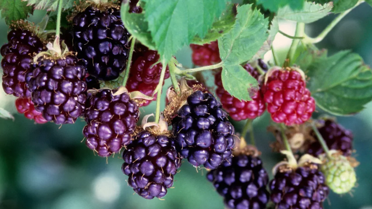 Boysenberry