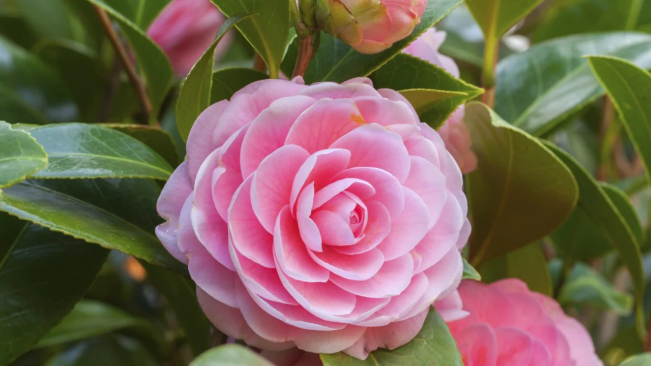 Camellia