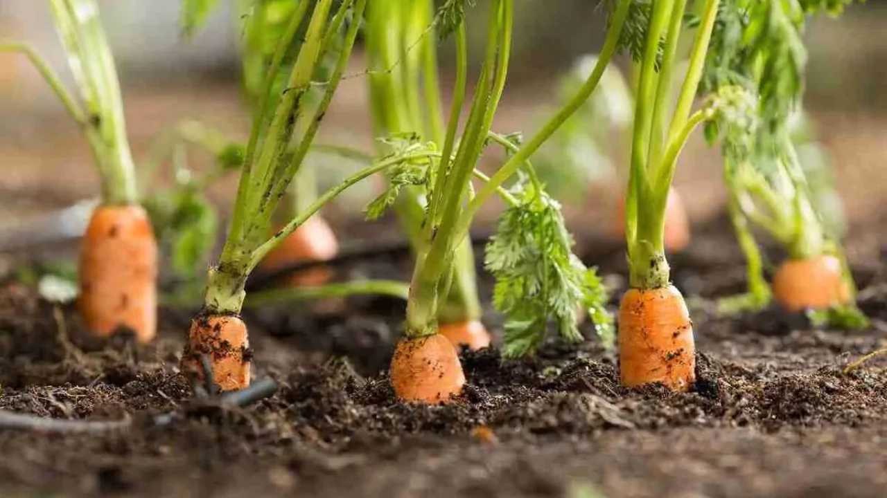 Can carrots be regrown from tops