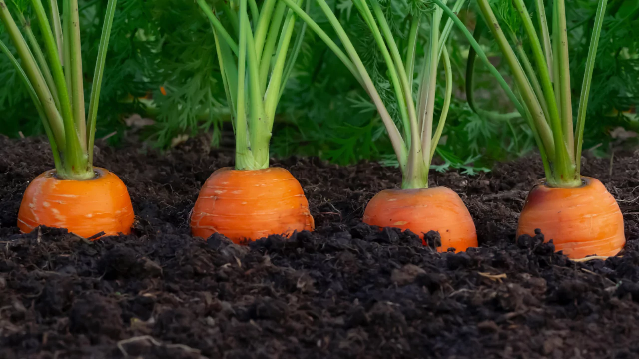 Can carrots be regrown from tops