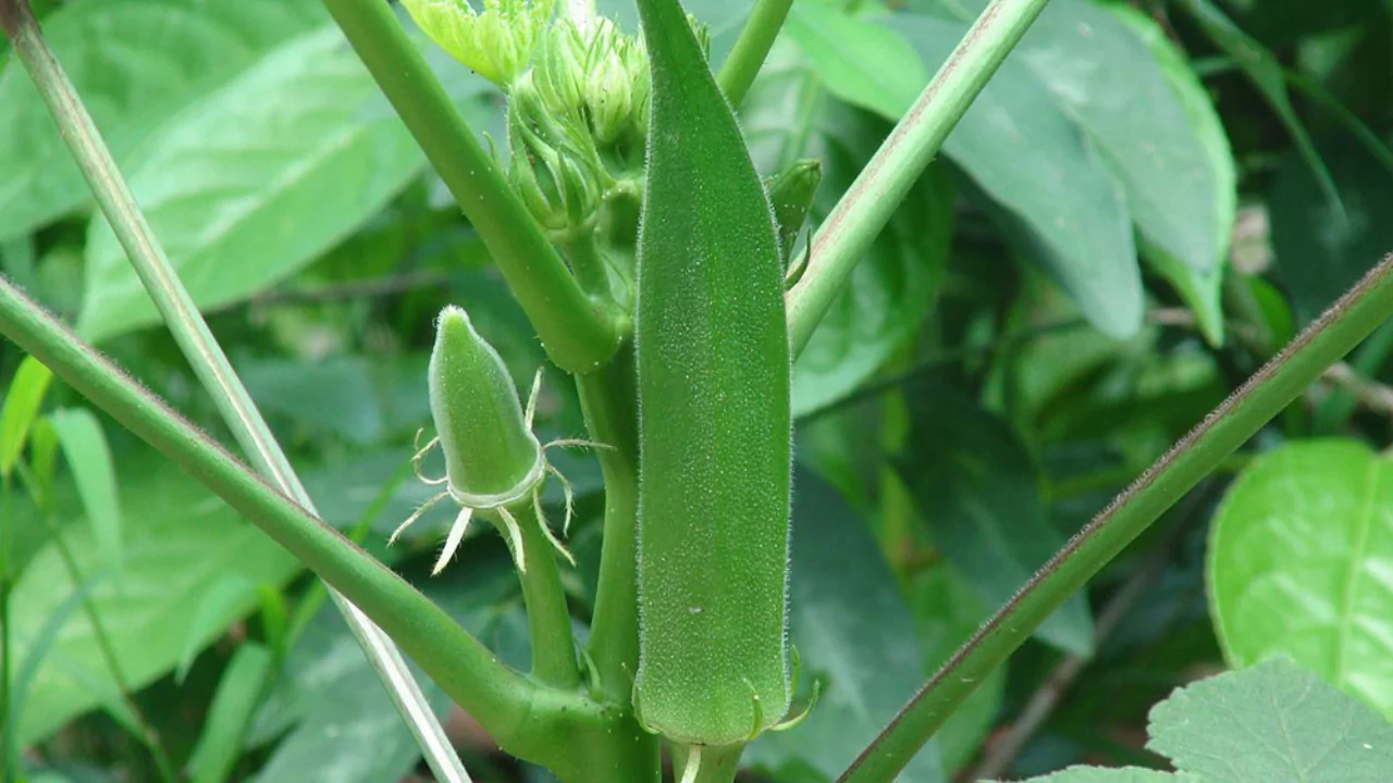 Can okra be grown in pots?