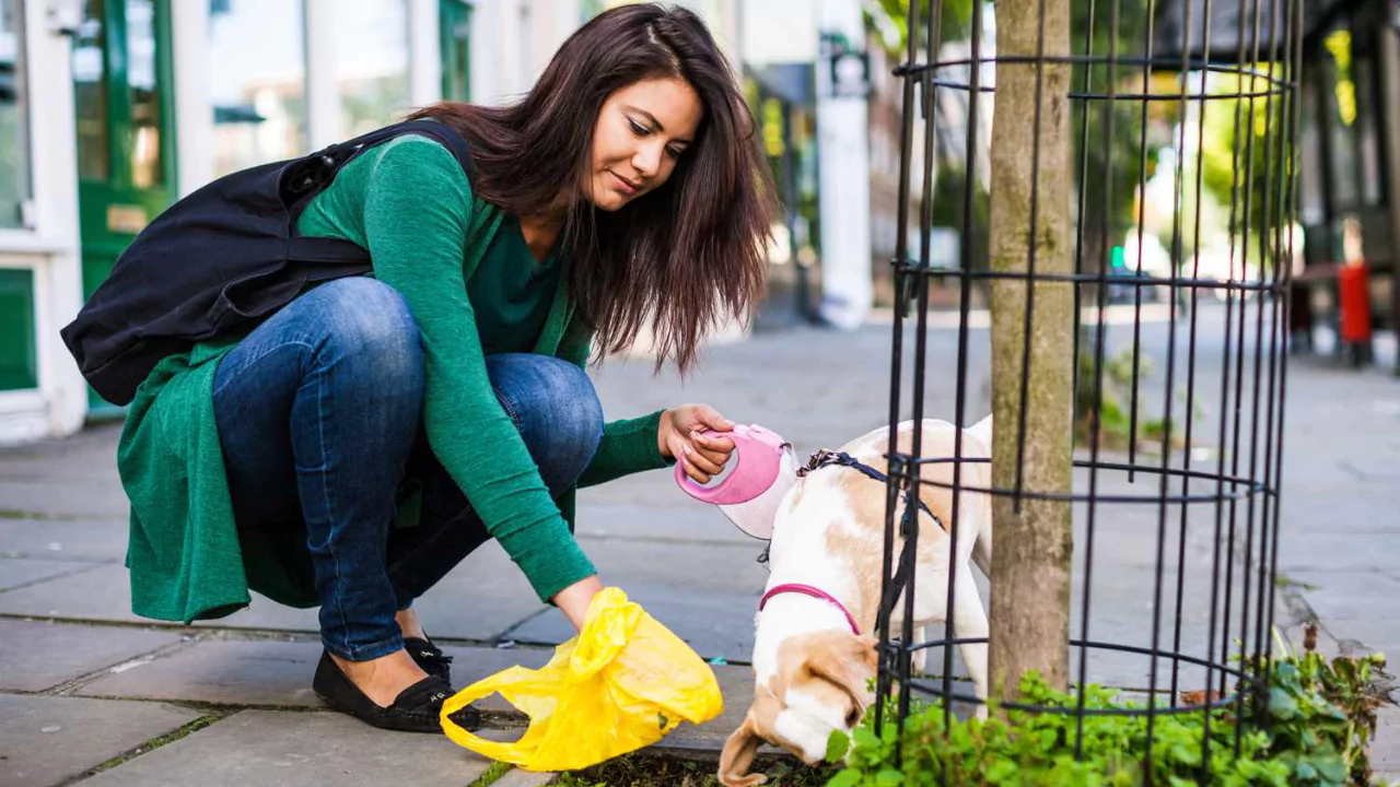 Can you bury dog poop