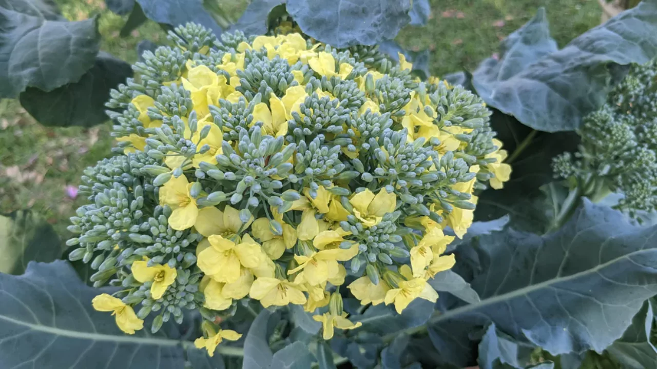 Can you eat broccoli when it starts to flower?