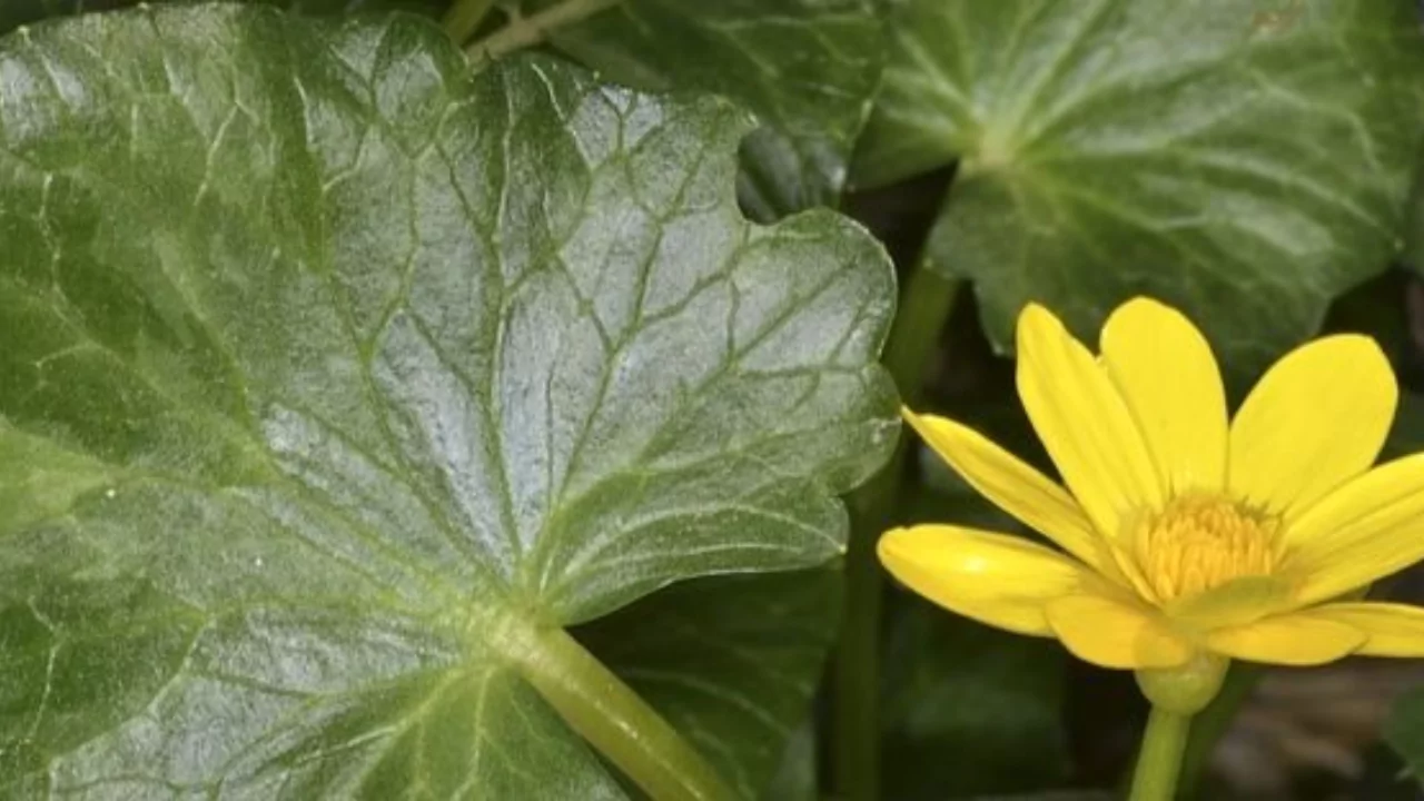 Care of Buttercups