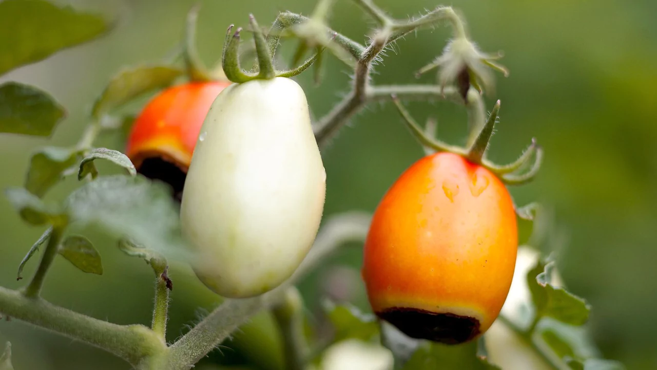 Celebrity Tomato Pests and Common Diseases