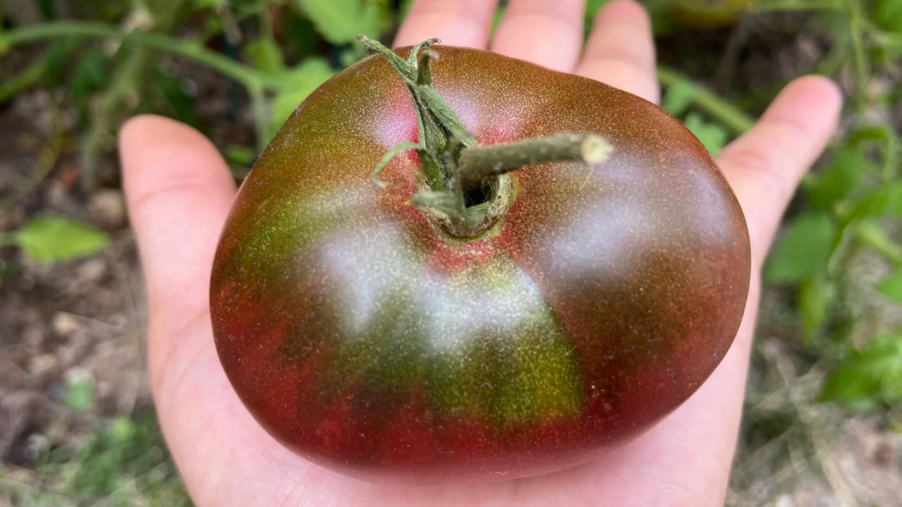 Cherokee Purple Tomatoes