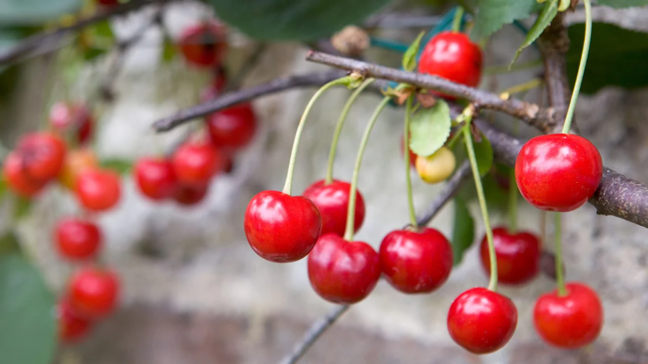 Cherry: Berry or Fruit