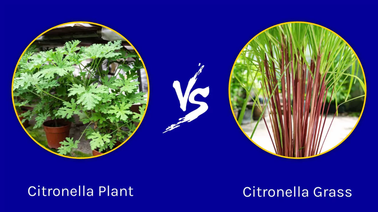Citronella Plant vs. Citronella Grass