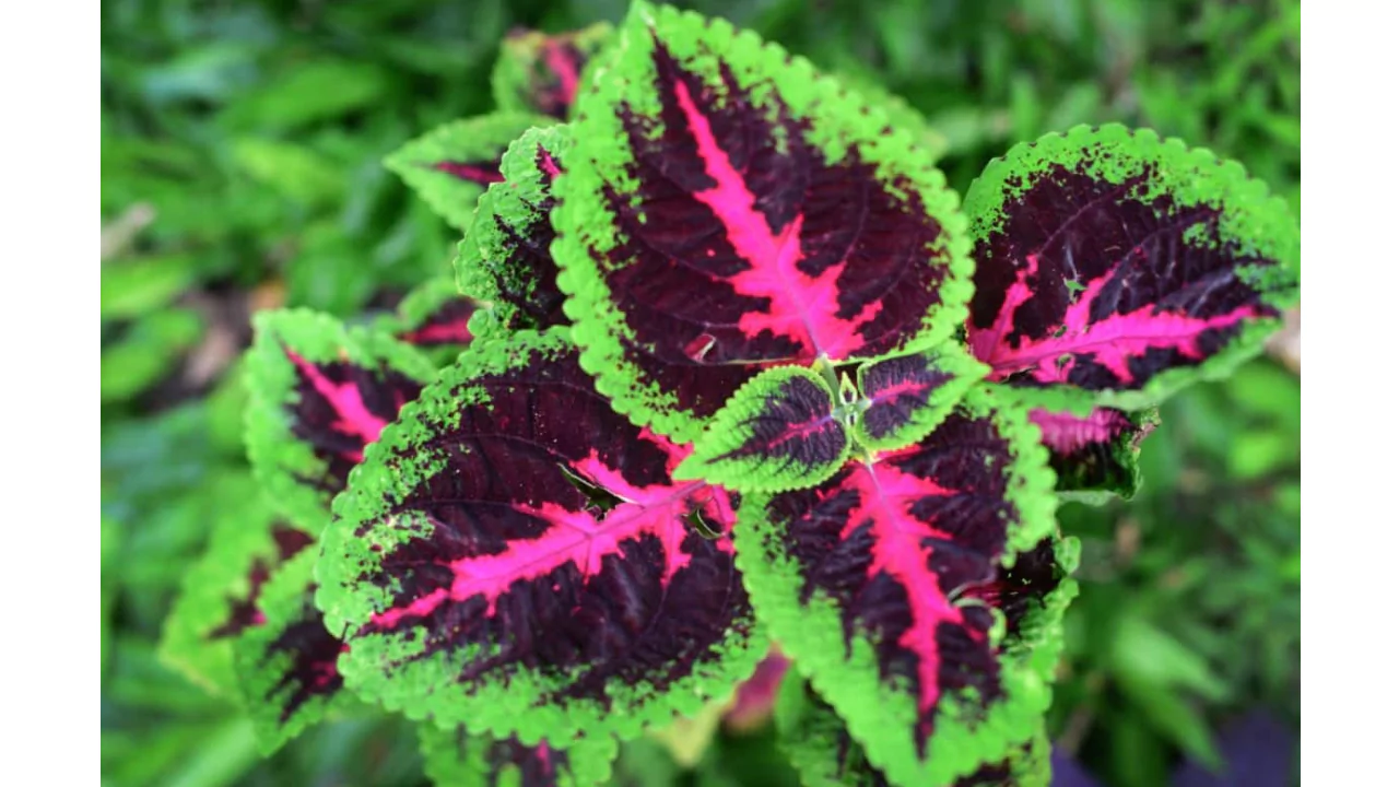 Coleus