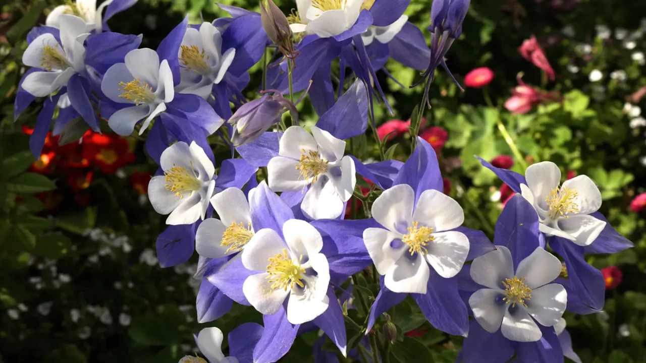 Columbine Flower