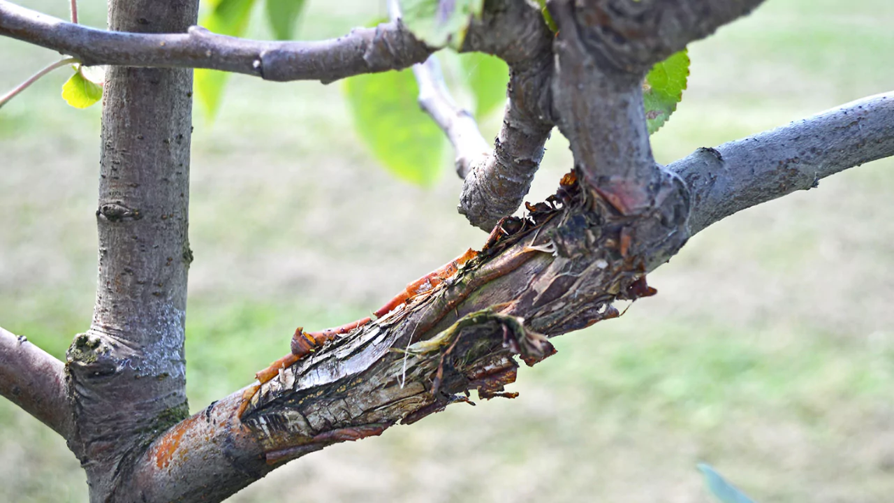 Common Diseases of Apple Trees, Explained