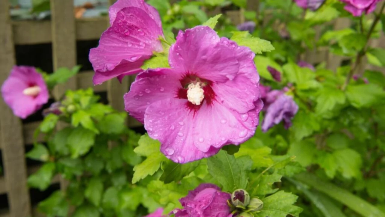 Common Hibiscus Varieties