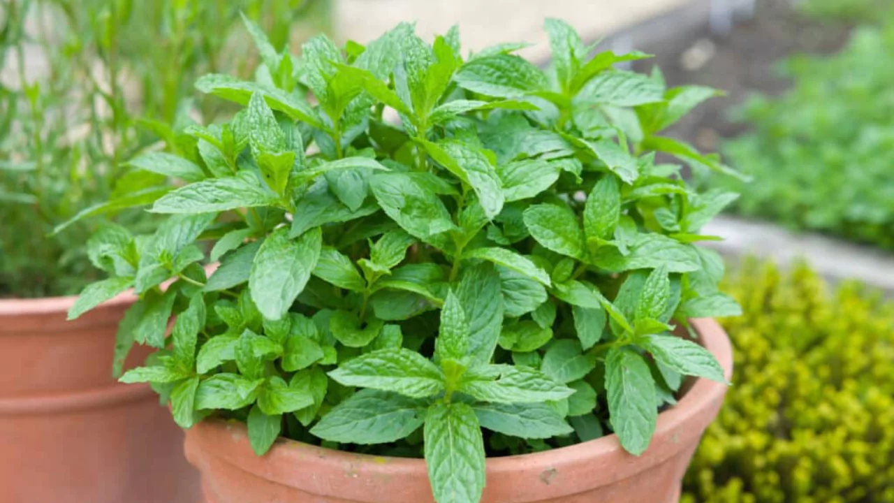 Companion Planting Herbs that Pair Perfectly As Growing Partners