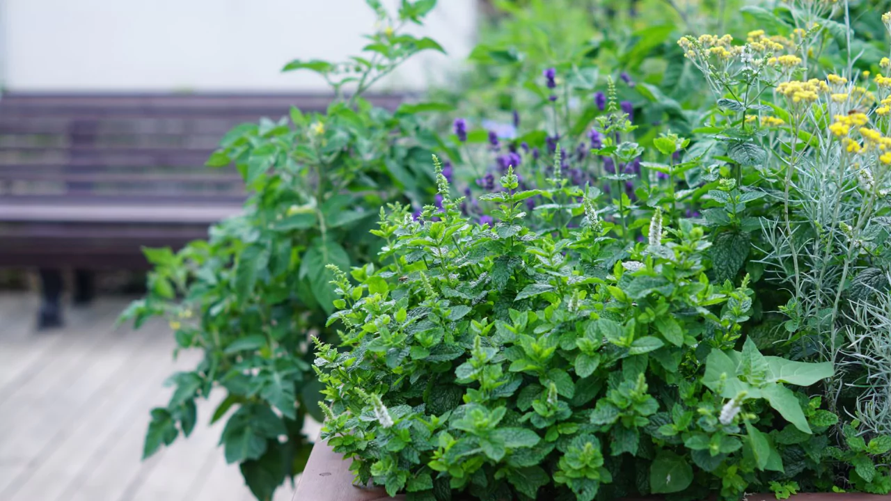 Companion Planting Herbs that Pair Perfectly As Growing Partners