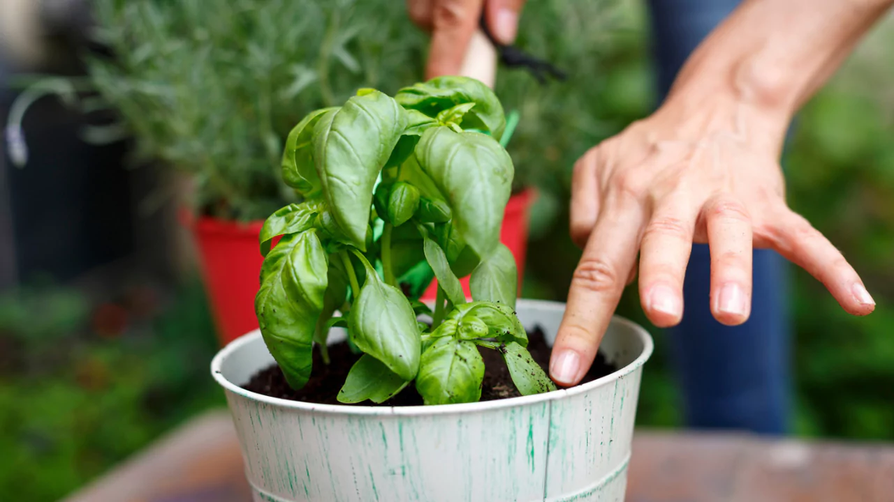 Companion Planting Herbs that Pair Perfectly As Growing Partners