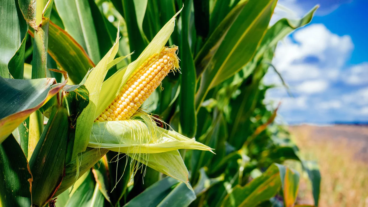 Corn vs. Maize