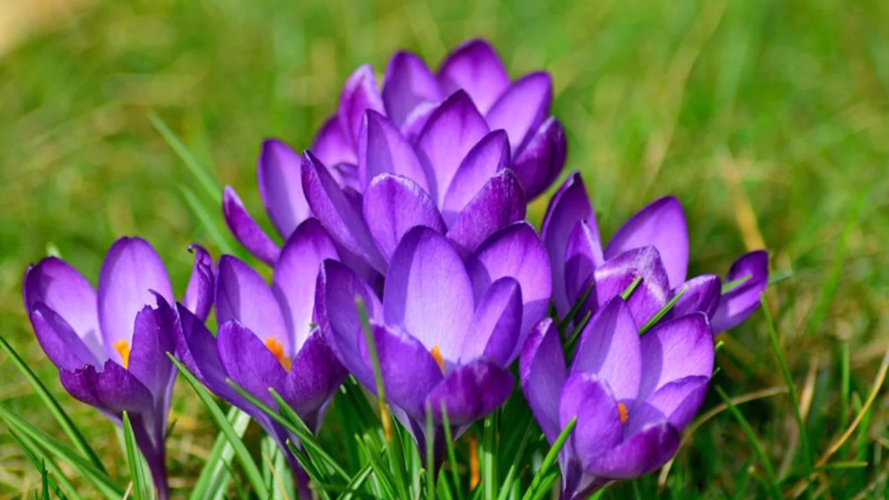 Crocus