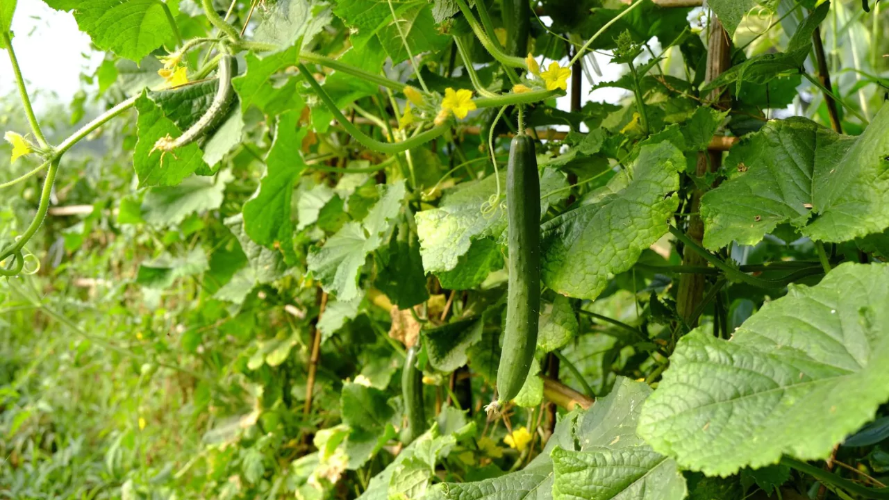 Cucumbers Need Fertilizer