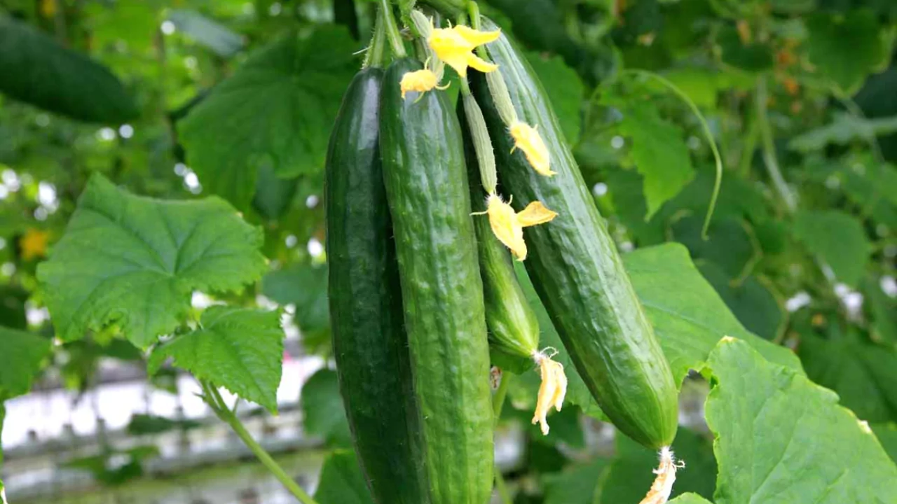 Cucumbers