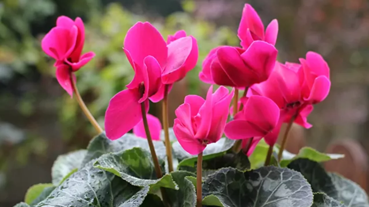 Cyclamen