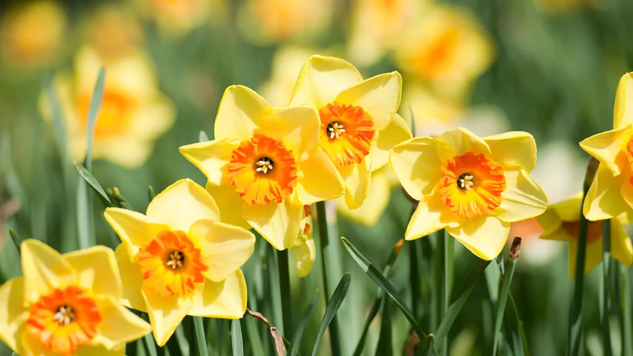 Daffodil