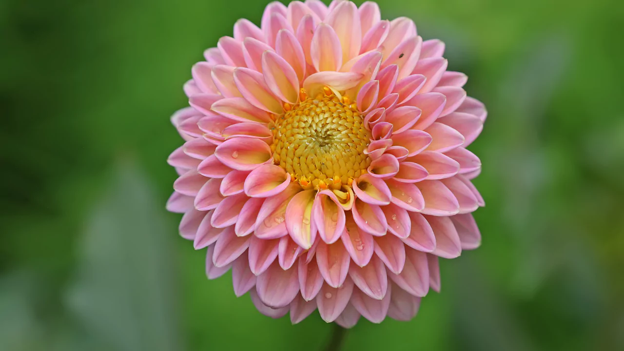 Dahlia