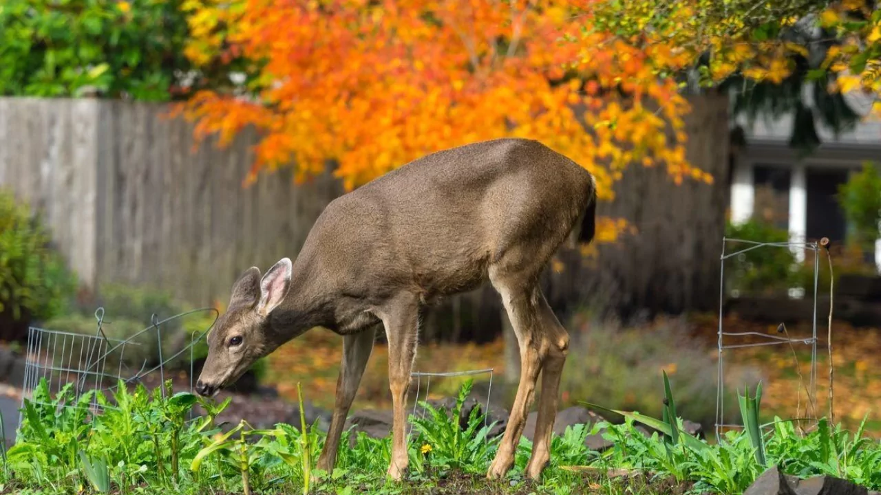 Do deer like to eat carrots?