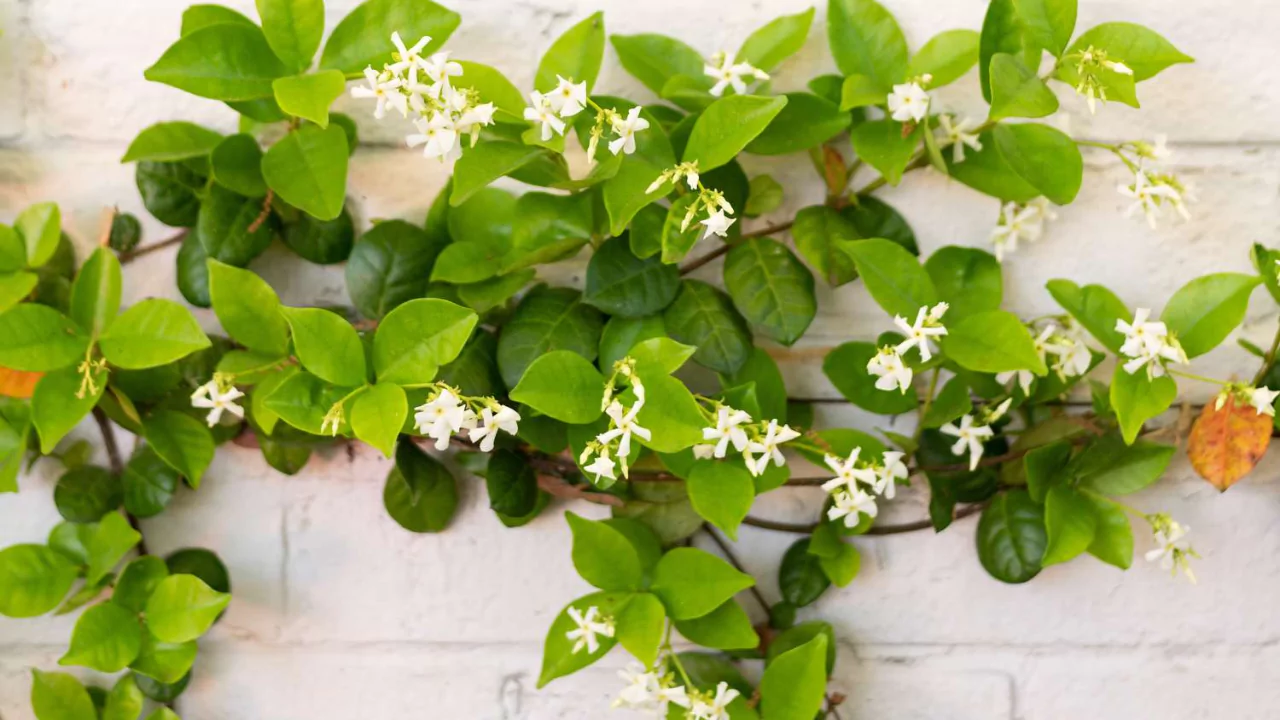 Does star jasmine have deep roots