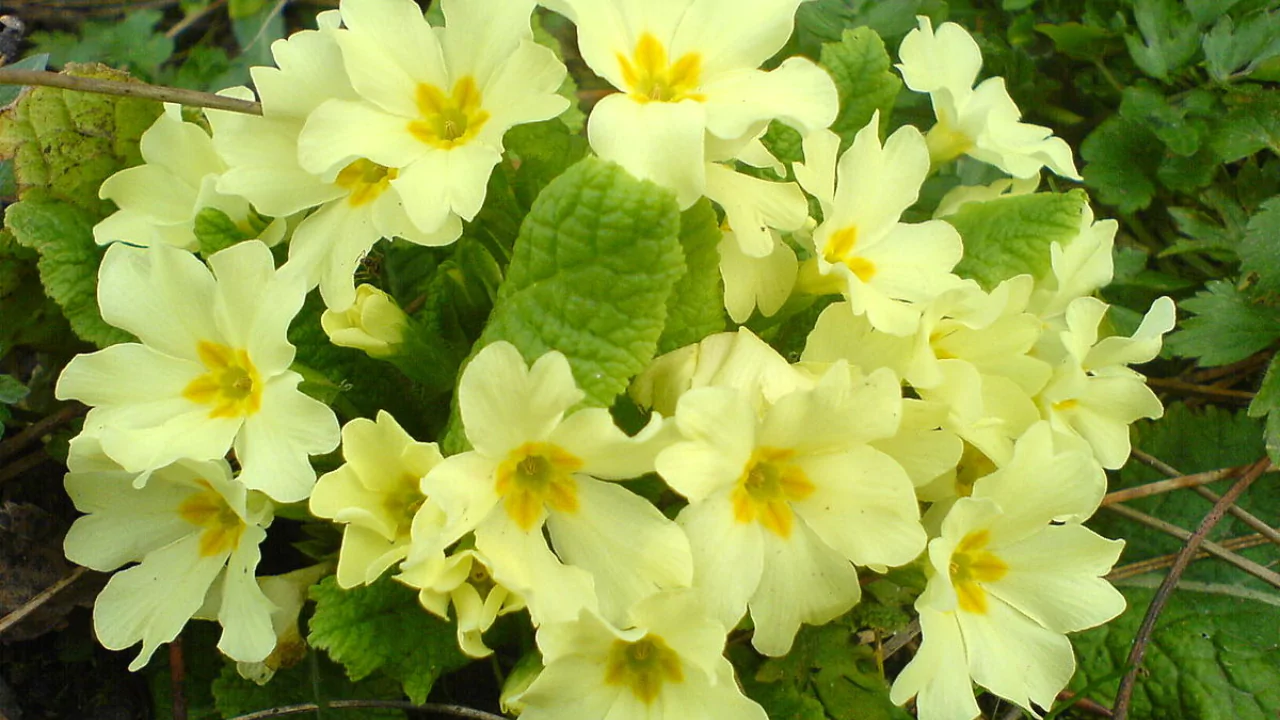 English Primrose