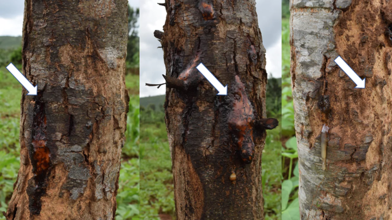 Eucalyptus Pests and Diseases