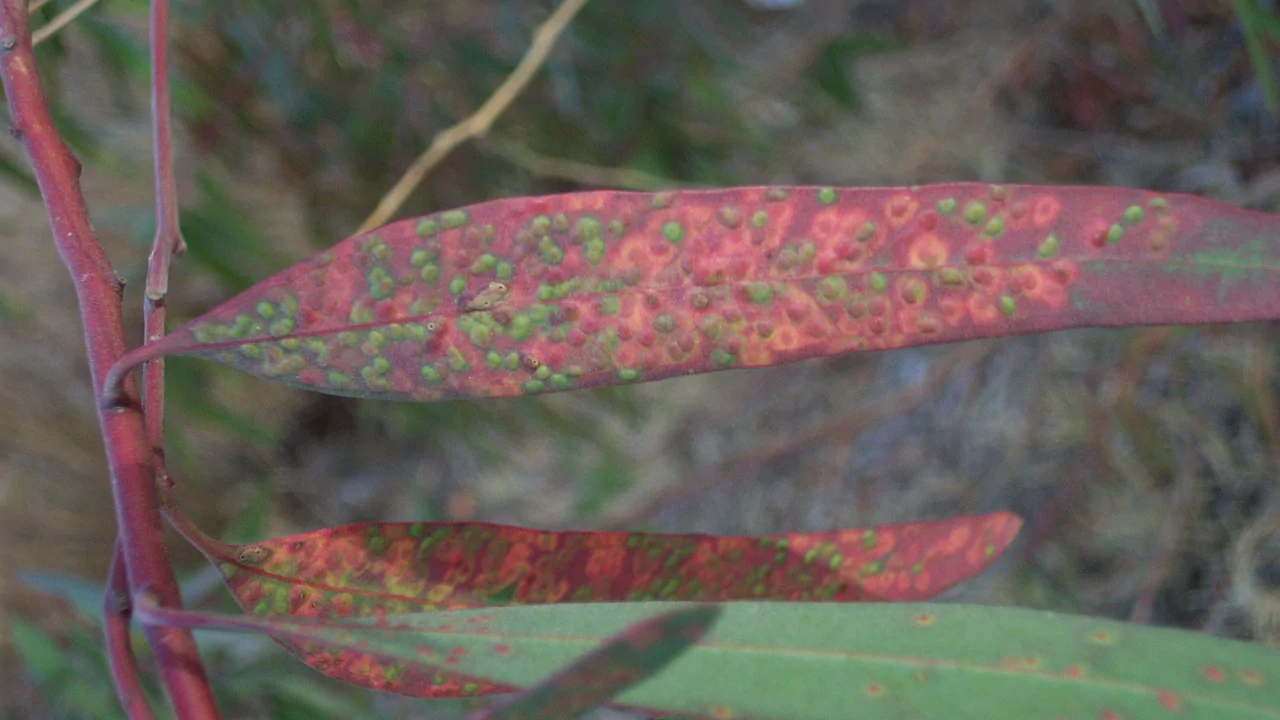Eucalyptus Pests and Diseases