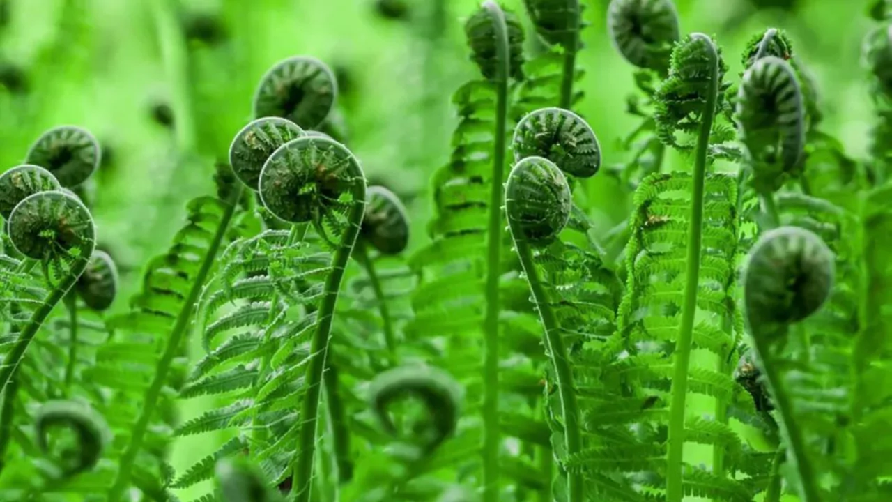 Ferns