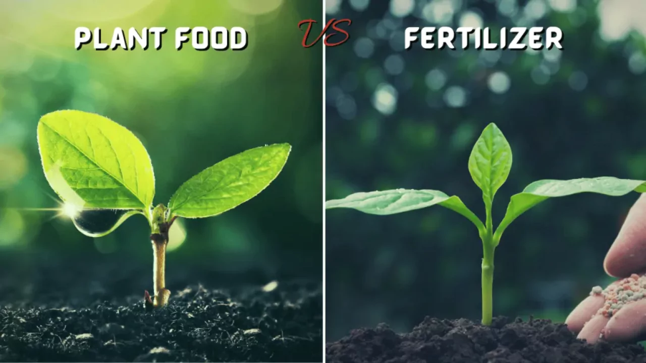 Fertilizer vs. Plant Food: What’s the Difference