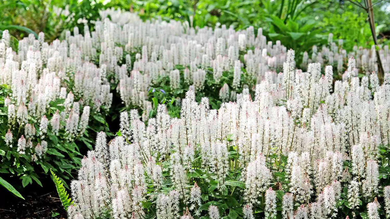 Foam Flowers