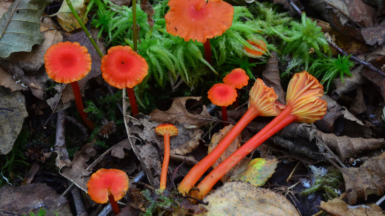 Goblet Waxcap or Chanterelle Waxycap (Hygrocybe cantharellus)
