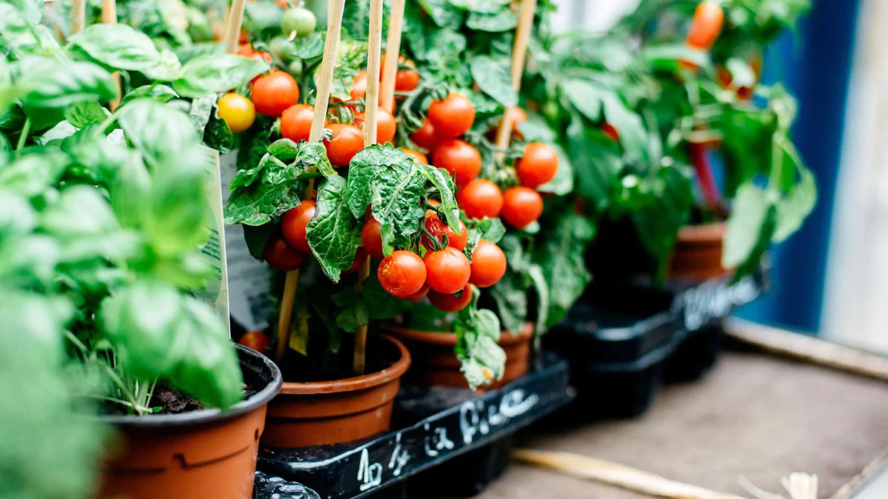 Growing Celebrity Tomatoes in Containers