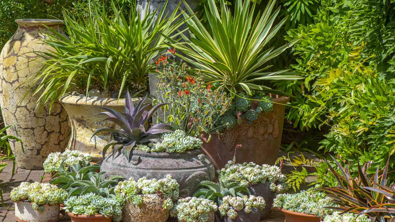 Growing Columbine Flowers in Containers