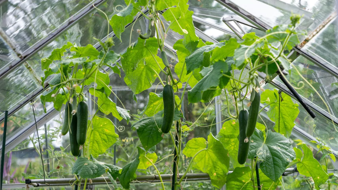 Growing Cucumbers in Pots with These Easy Tips