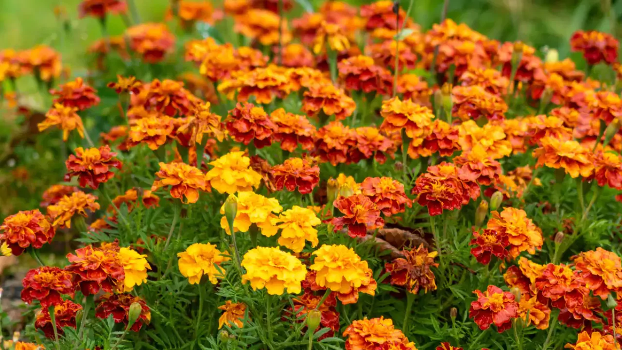 Growing Marigolds Tips and Tricks
