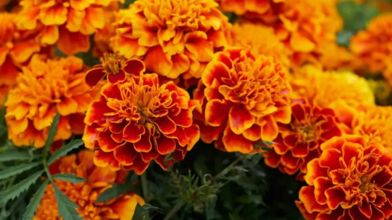 Growing Marigolds