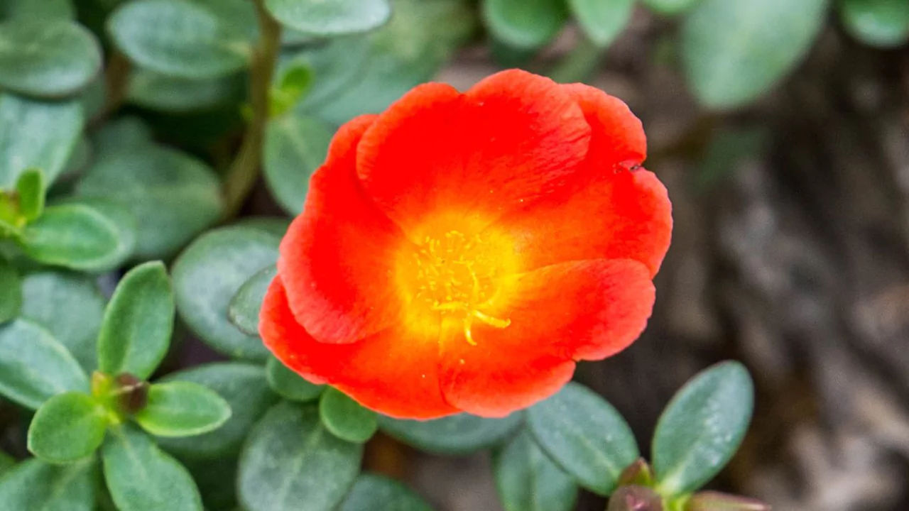 Growing Moss Rose