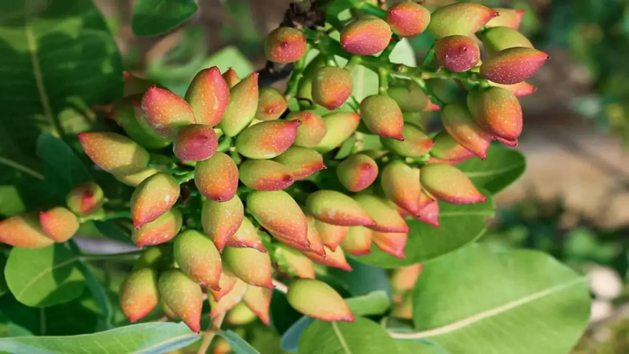 Growing Pistachios
