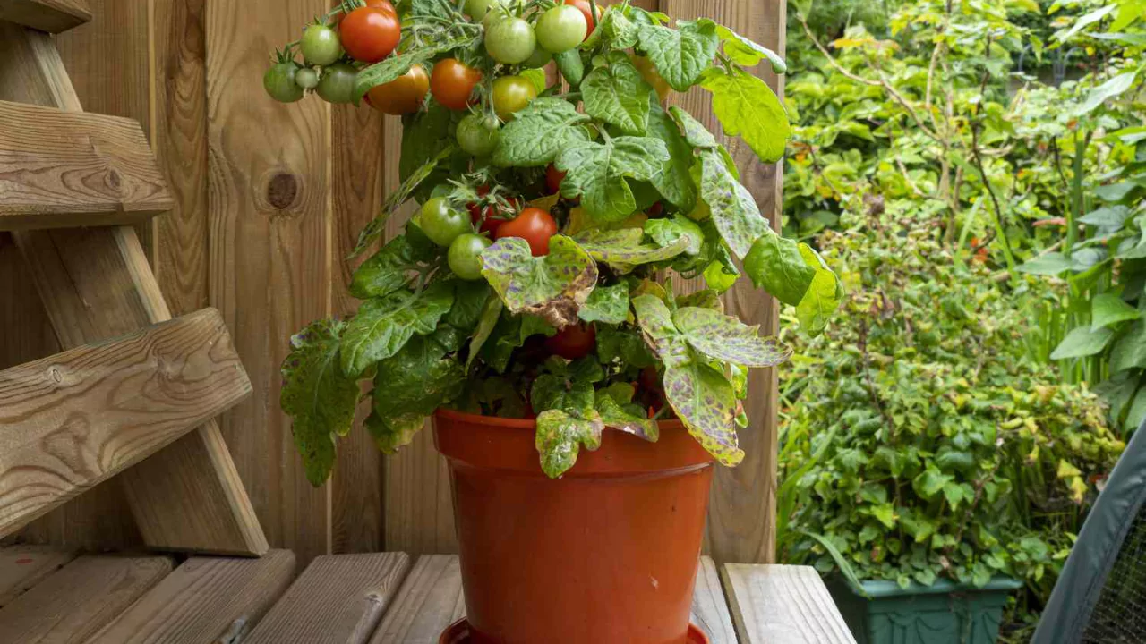 Growing Roma Tomatoes in Pots