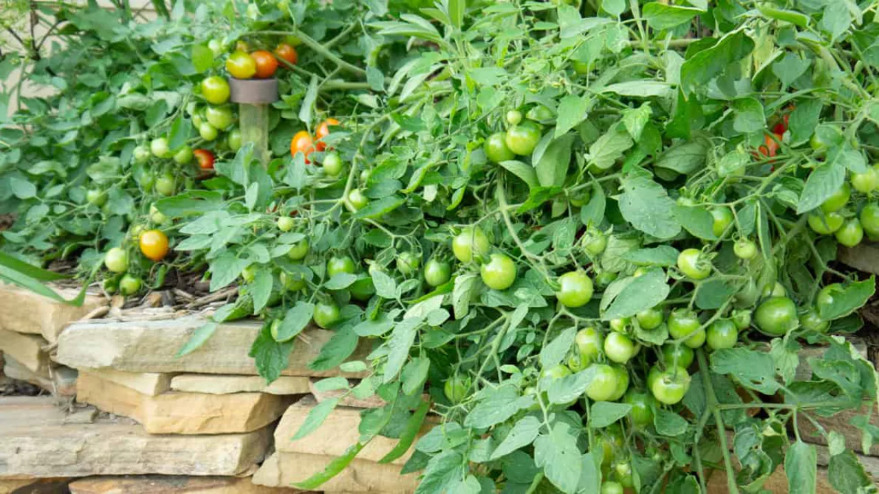 Growing Roma Tomatoes