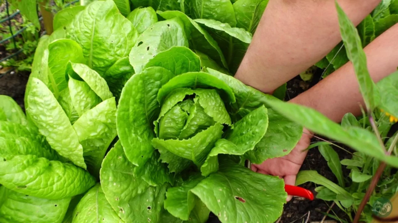 Growing Romaine Lettuce A Gardener’s Checklist