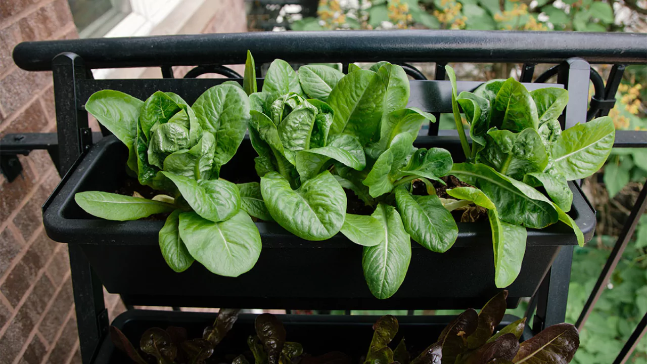 Growing Romaine lettuce vertically