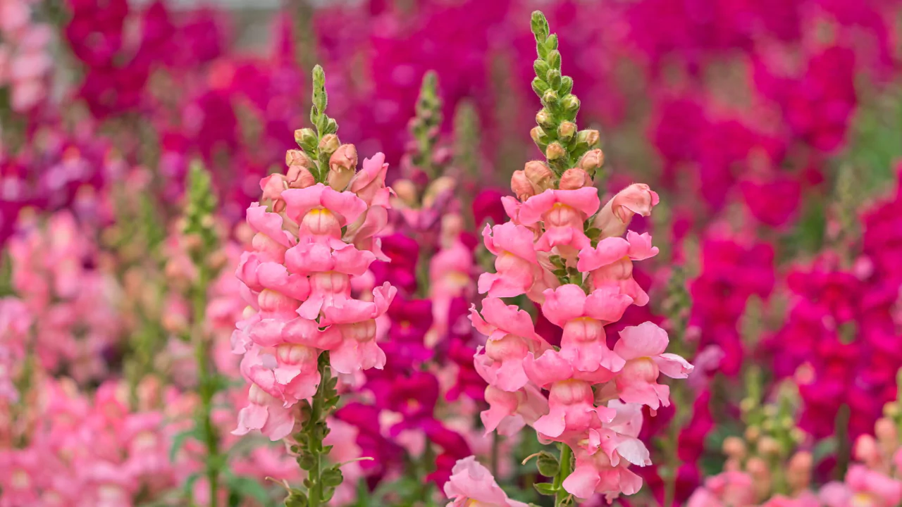 Growing Snapdragons Flowers A How To Guide