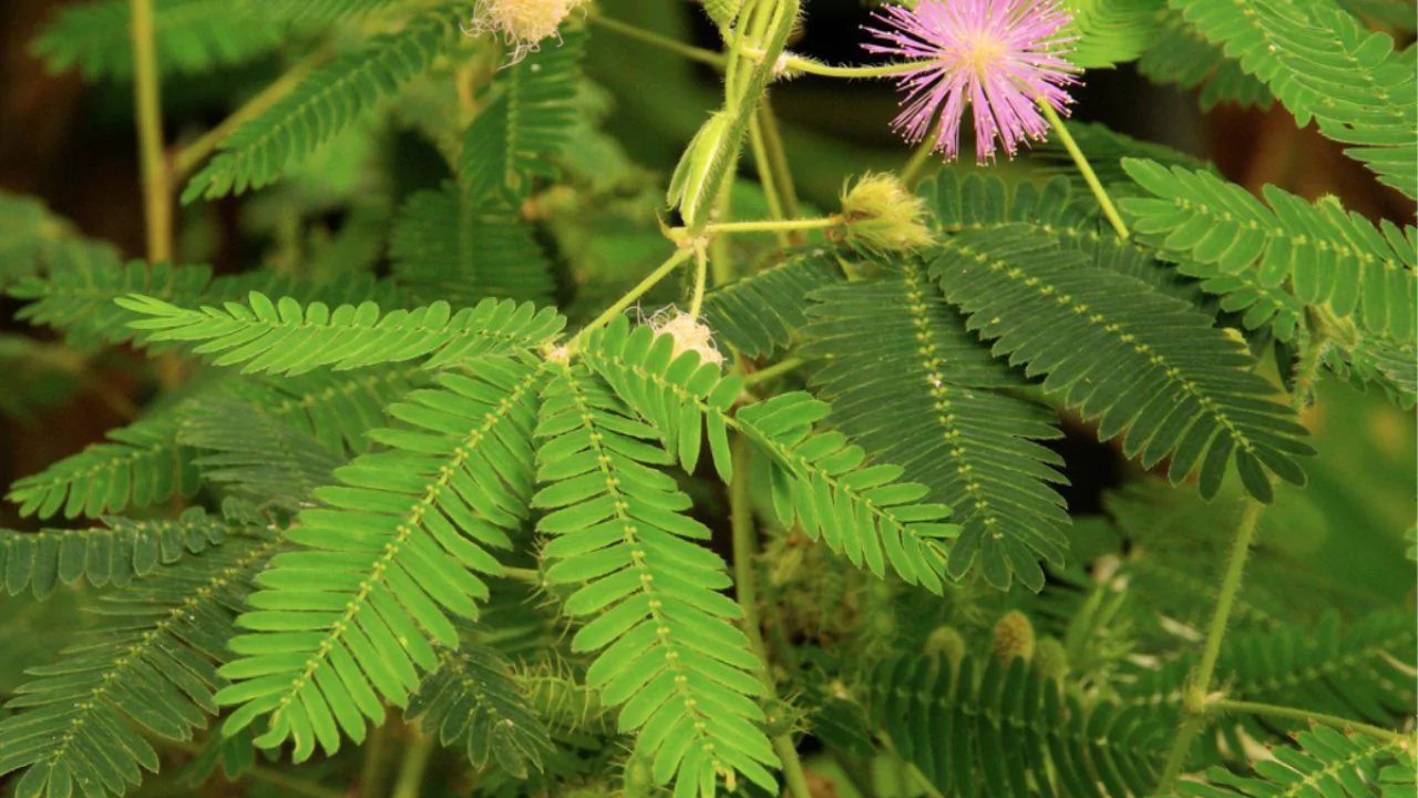 Growing a Mimosa Tree – the Fuzzy Pink Flower Tree1